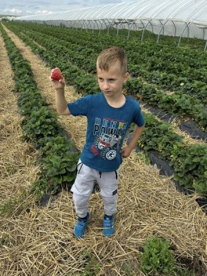 zdjęcie do
														 artykułu: Dzień Truskawki 